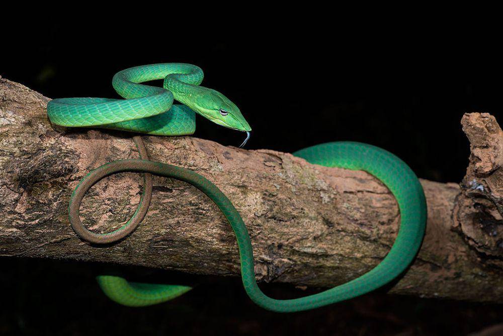 Ilustrasi ular pucuk yang mirip dengan viper ekor merah (commons.wikimedia.org/Rushen)