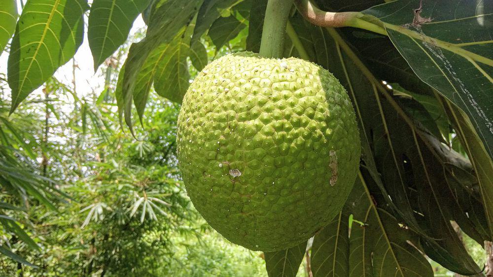 5 Fakta Unik Buah Sukun, Banyak Manfaatnya untuk Tubuh
