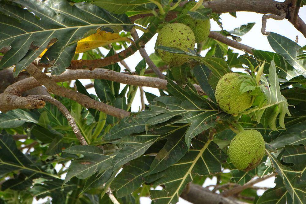 Buah sukun (flickr.com/Werner Witte)