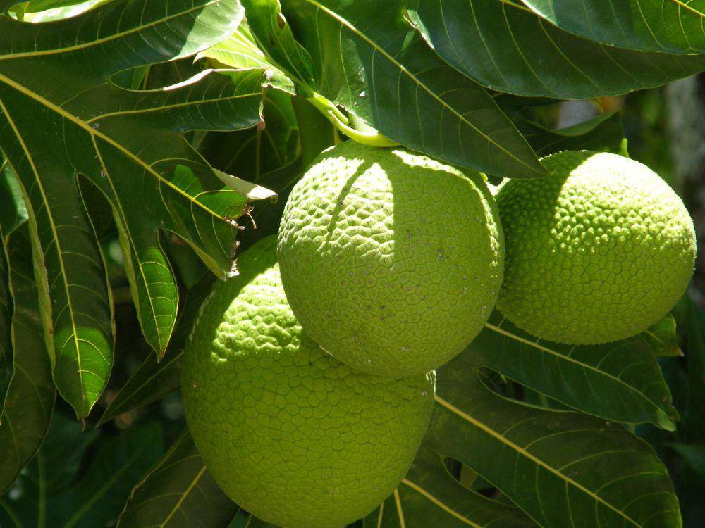 Buah sukun (flickr.com/Malcolm Manners)