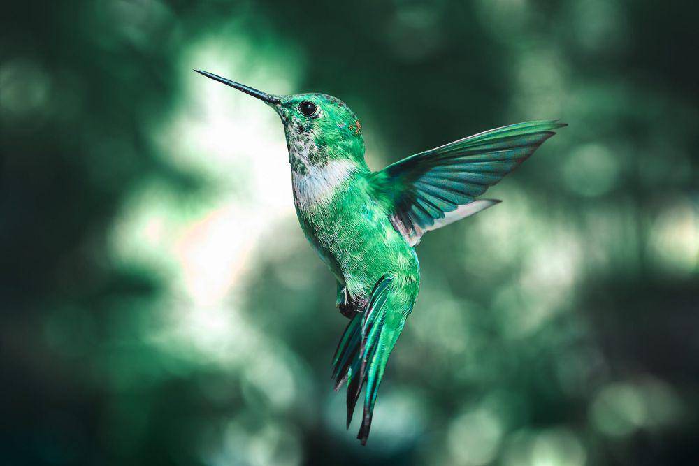 Burung kolibri (pexels.com/AARN GIRI)