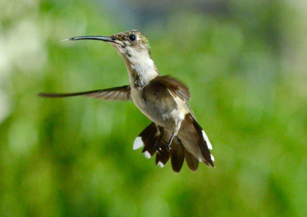 Burung kolibri (pexels.com/AS R)