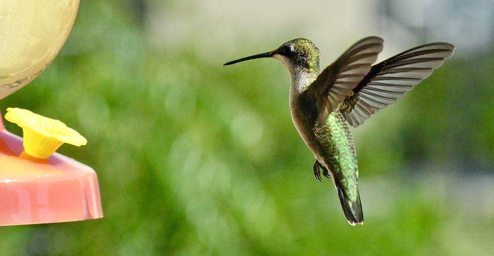 Burung kolibri mempunyai gerakan sayapnya yang unik (pexels.com/AS R)