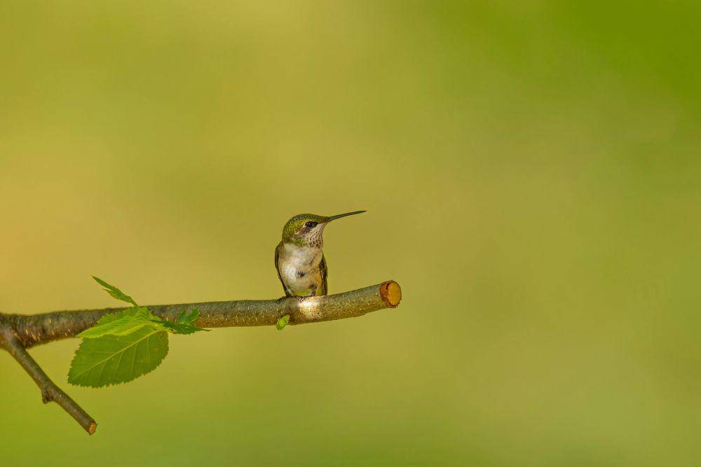 Burung kolibri (pexels.com/Mohan Nannapaneni)