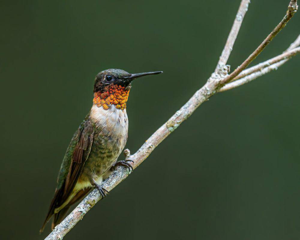 Burung kolibri (pexels.com/Skyler Ewing)