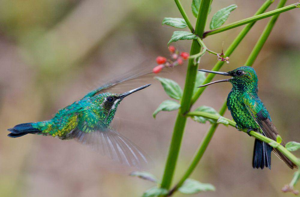 Burung kolibri memiliki warna yang indah (pexels.com/Theodore Ferguson)