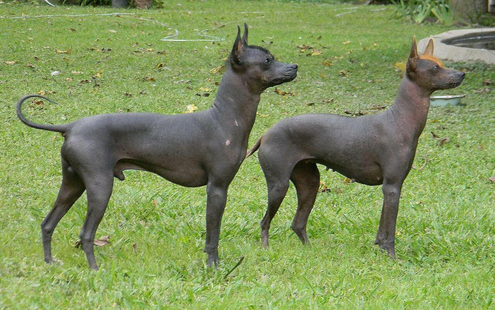 7 Ras Anjing Tanpa Bulu yang Sangat Unik, Pernah Ketemu?