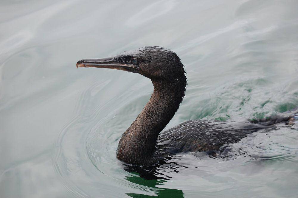 Kormoran Galapagos (commons.m.wikimedia.org/Lieutenat Elizabeth Crapo, NOAA Corps)