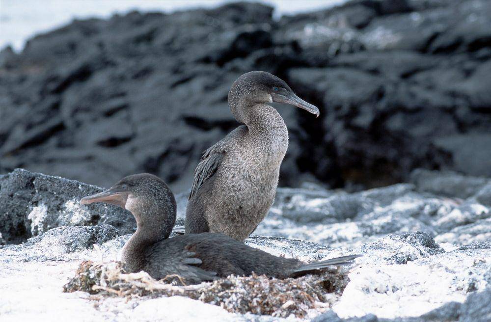Kormoran Galapagos (commons.m.wikimedia.org/Hans Stieglitz)