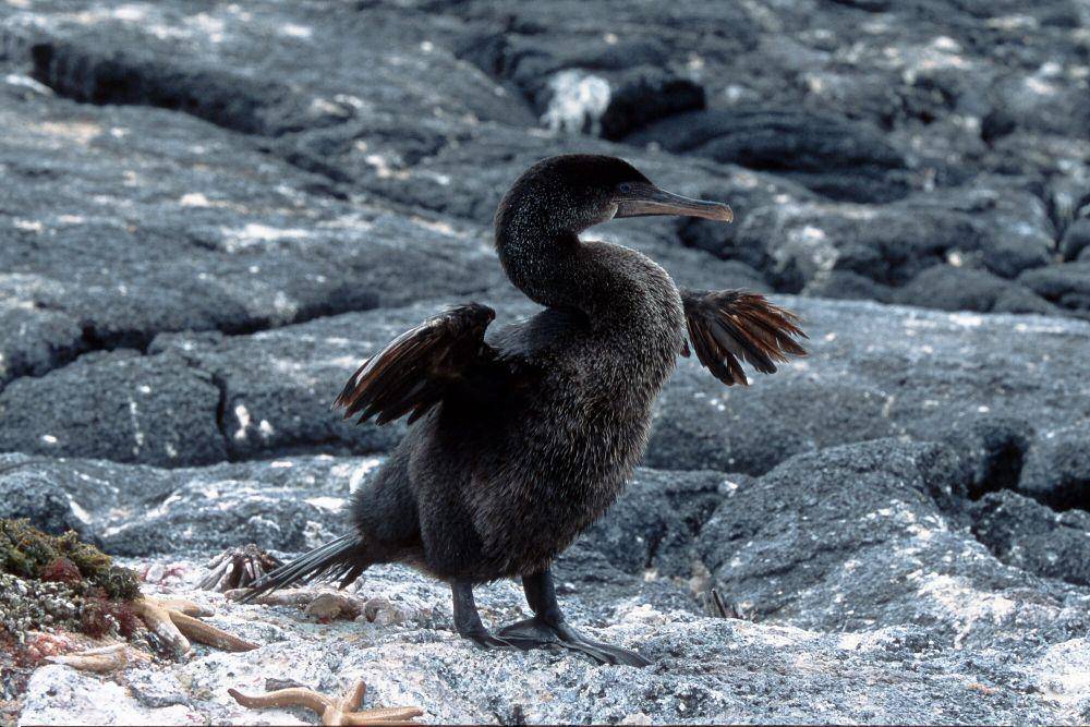 Kormoran Galapagos (commons.m.wikimedia.org/Hans Stieglitz)