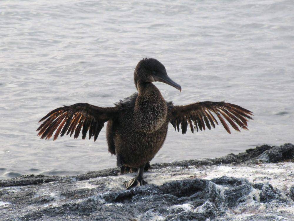 Kormoran Galapagos (commons.m.wikimedia.org/David Stanley)