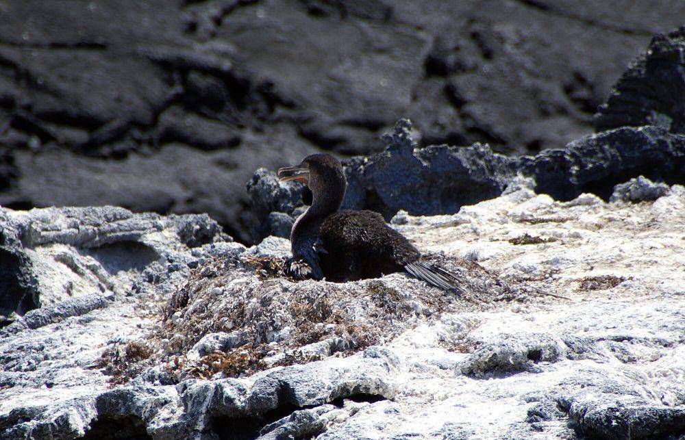 Kormoran Galapagos (commons.m.wikimedia.org/Putneymark)