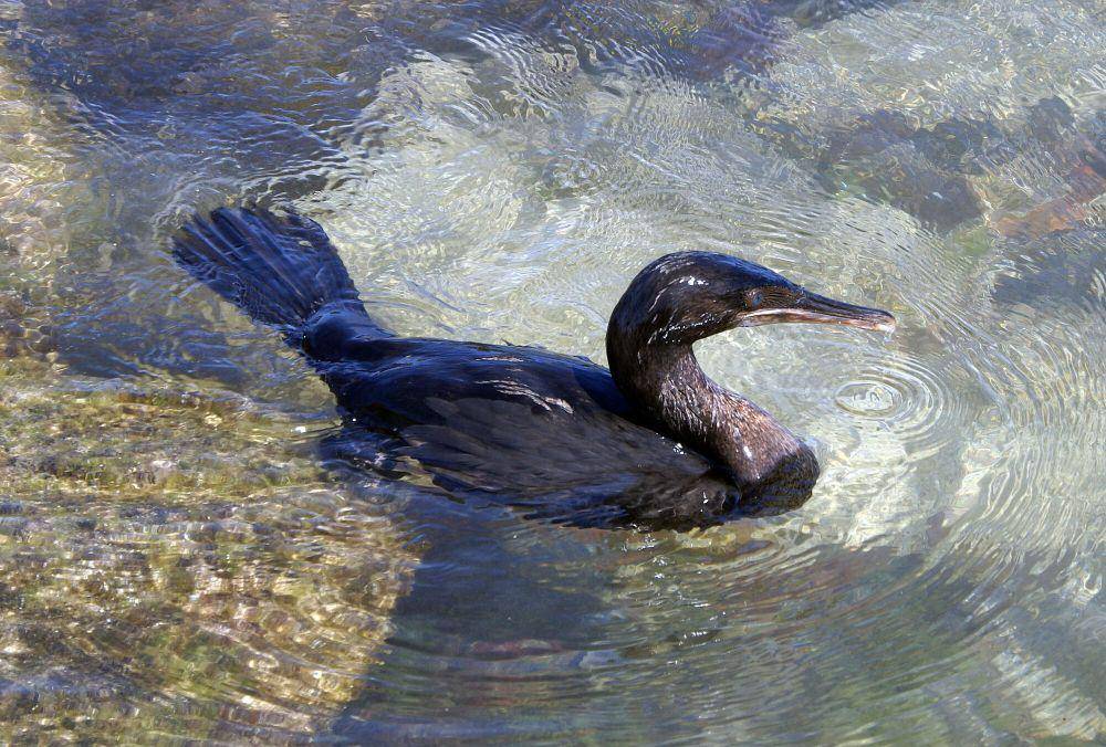 Kormoran Galapagos (commons.m.wikimedia.org/Putneymark)