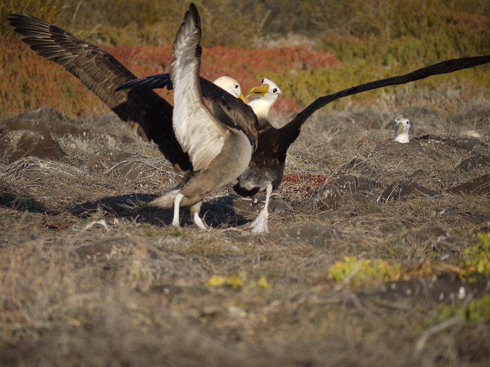 Albatros Galapagos (commons.m.wikimedia.org/JBagniewska)