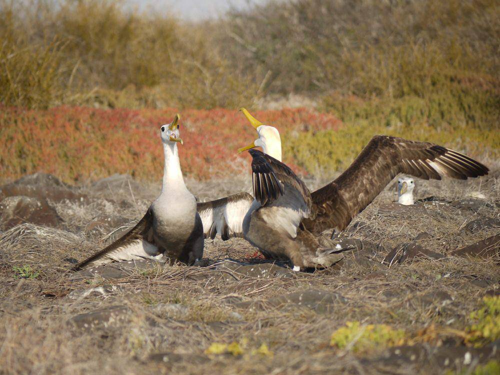 Albatros Galapagos (commons.m.wikimedia.org/JBagniewska)