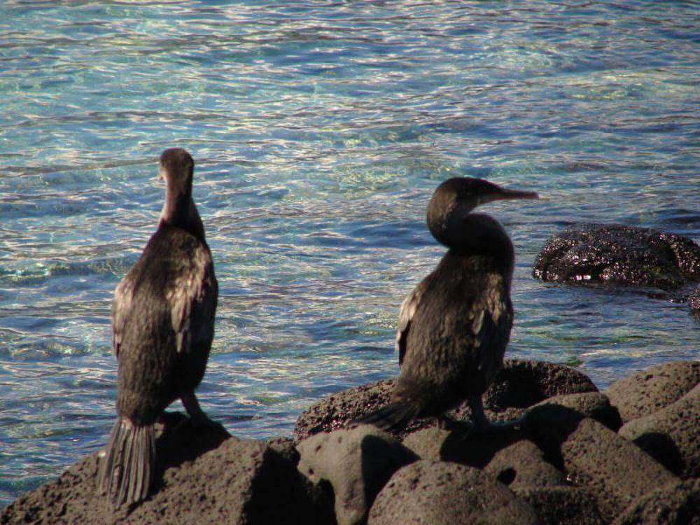 Kormoran Galapagos (commons.m.wikimedia.org/Diego Tirira)
