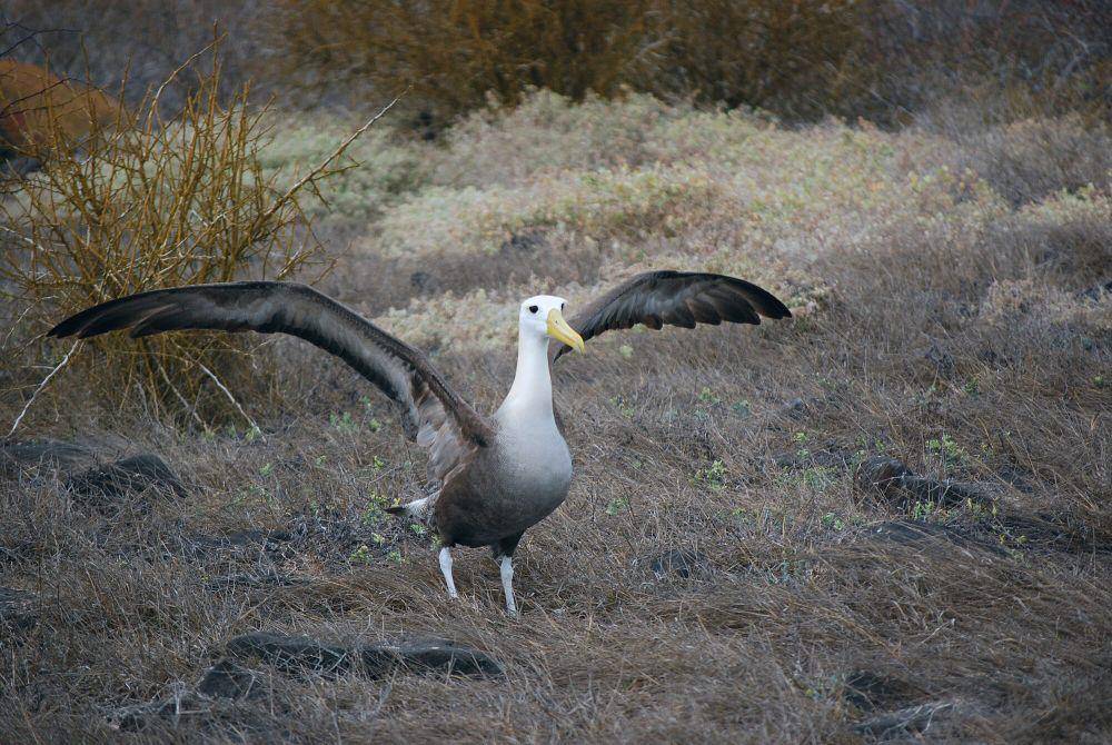 Albatros Galapagos (commons.m.wikimedia.org/Harvey Barrison)