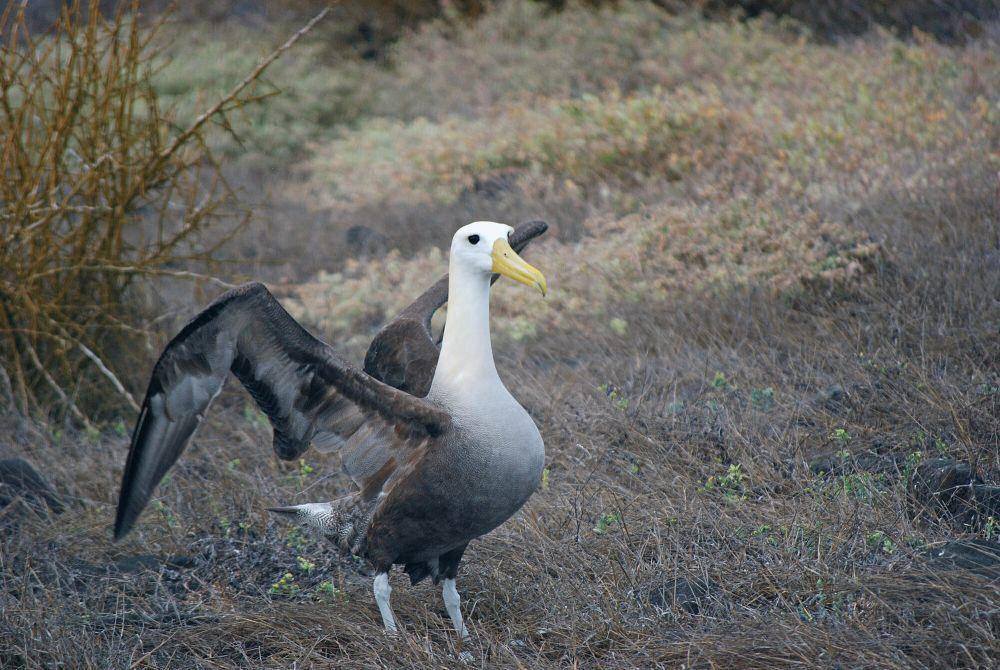 Albatros Galapagos (commons.m.wikimedia.org/Harvey Barrison)