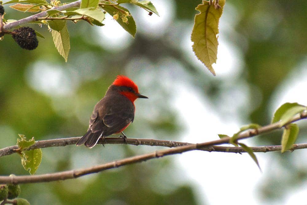 Vermilion flycather (commons.m.wikimedia.org/Cesar RIncon)