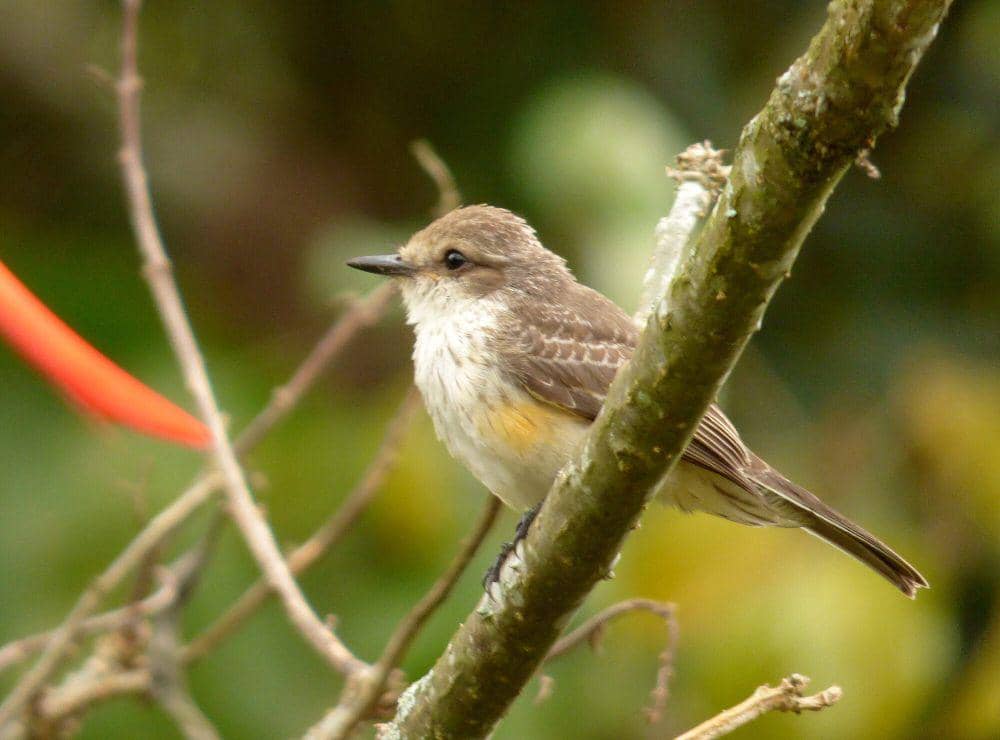 Vermilion flycather (commons.m.wikimedia.org/Alejandro Bayer Tamayo)
