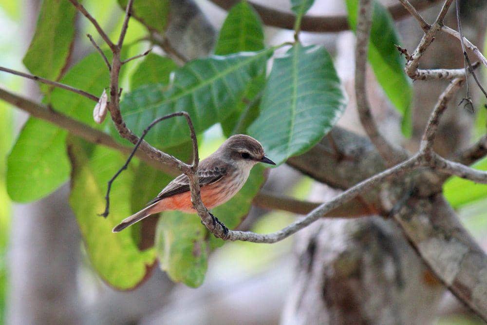 Vermilion flycather (commons.m.wikimedia.org/Eye Love Birds)