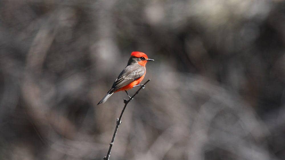 Vermilion flycather (commons.m.wikimedia.org/Dominic Sherony)