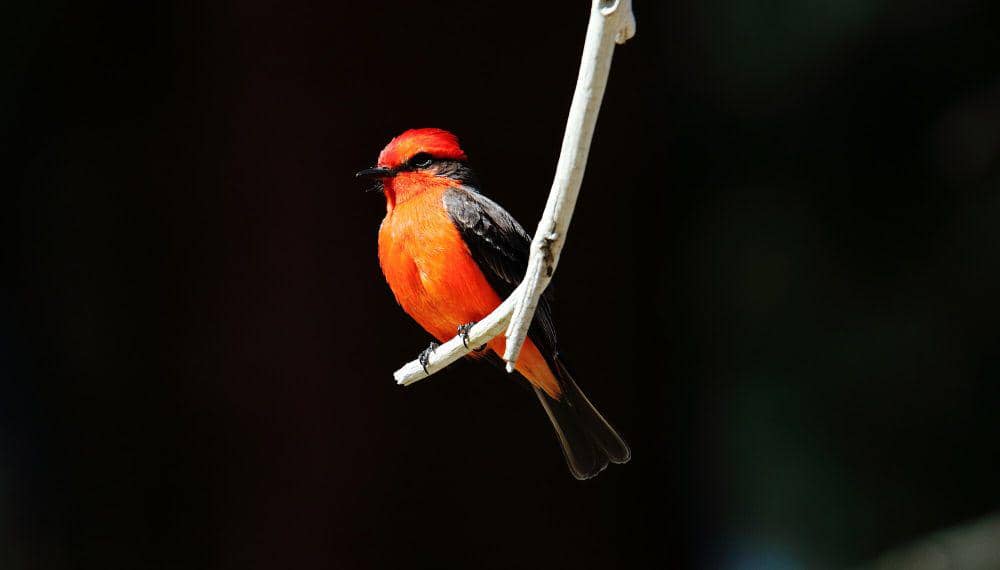 Vermilion flycather (commons.m.wikimedia.org/Dominic Sherony)