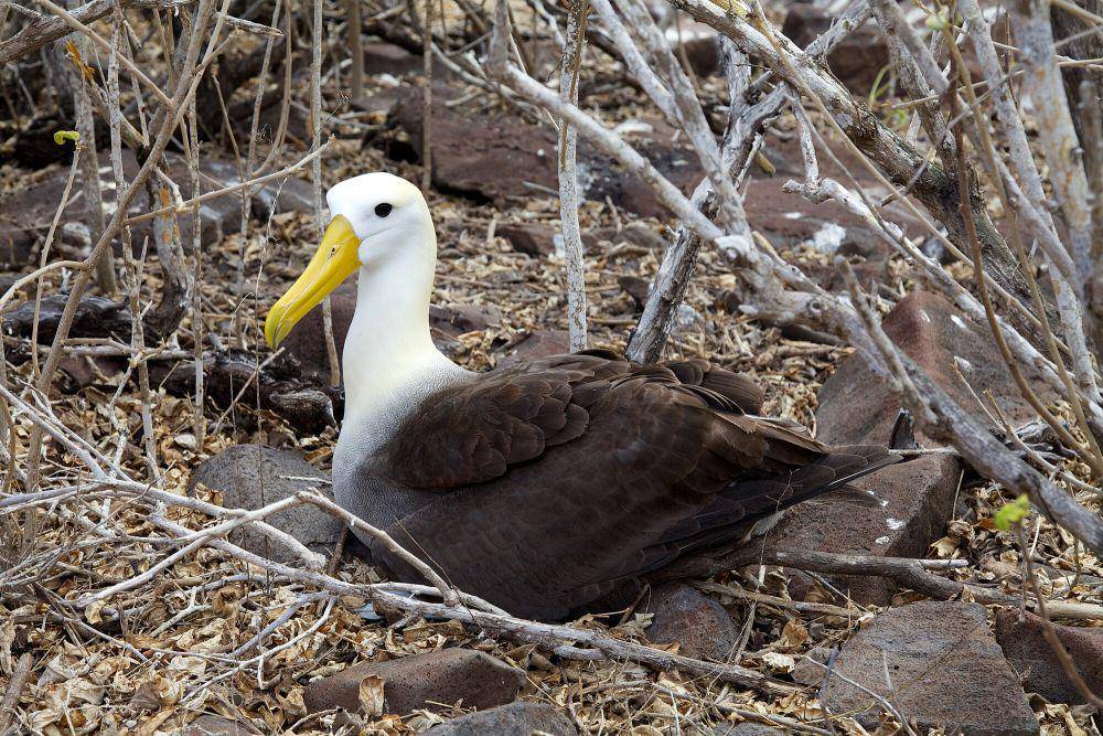 Albatros Galapagos (commons.m.wikimedia.org/David Brossard)