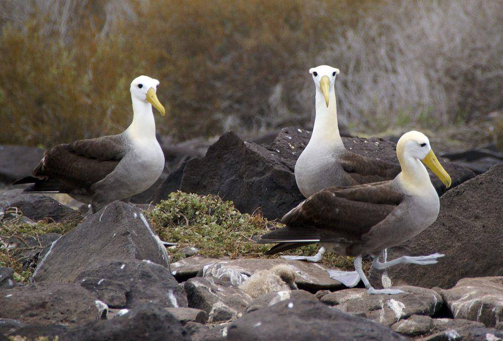 Albatros Galapagos (commons.m.wikimedia.org/Putneymark)