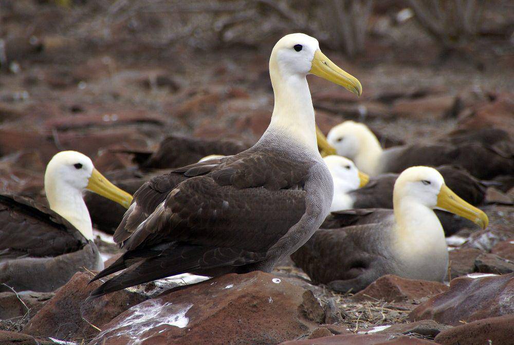 Albatros Galapagos (commons.m.wikimedia.org/Putneymark)