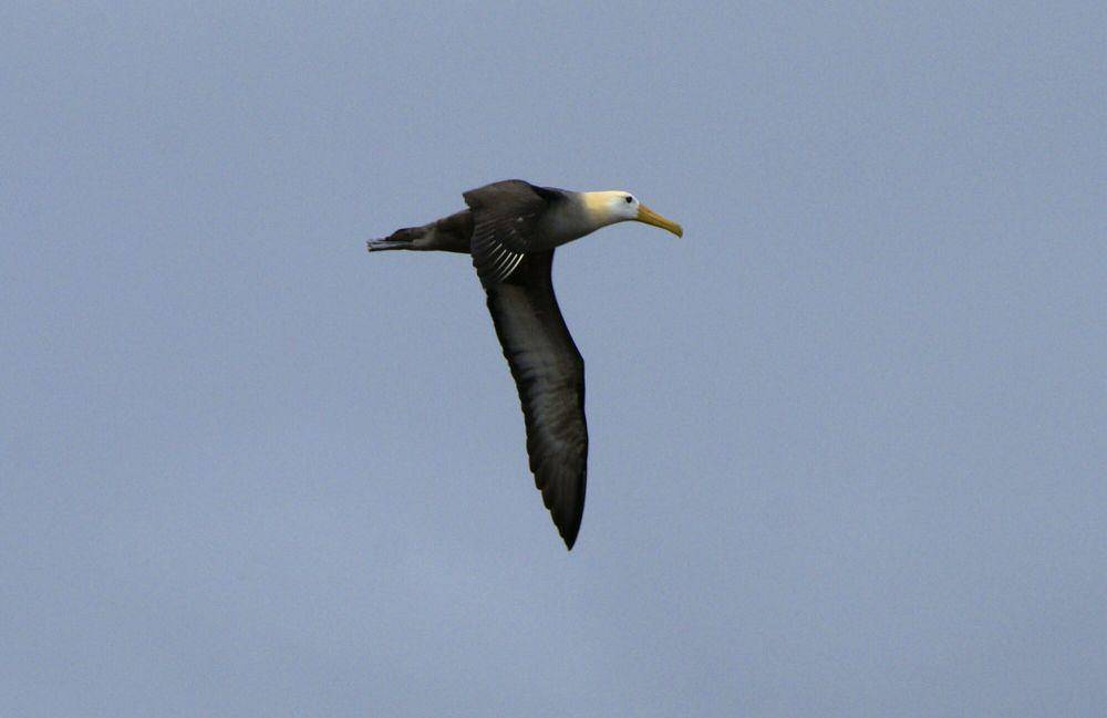 Albatros Galapagos (commons.m.wikimedia.org/Putneymark)
