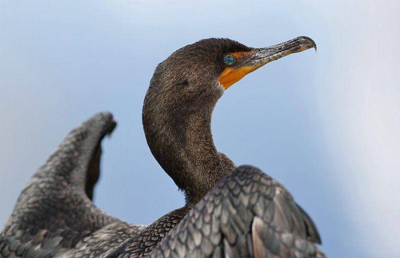 Ilustrasi burung mata indah (flickr.com/Adrian de la Paz)