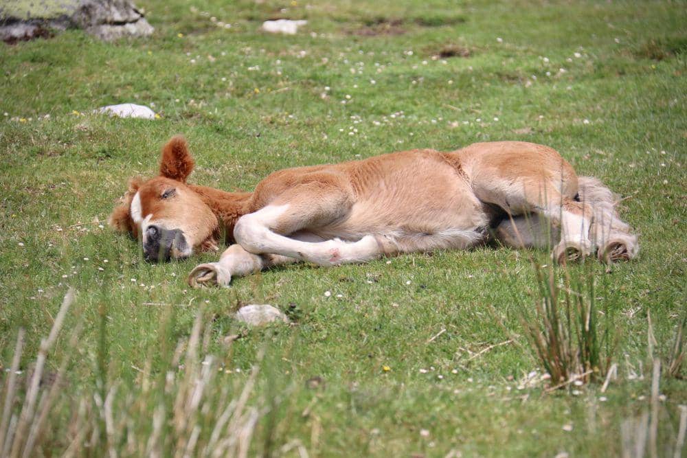 Kuda yang tidur berbaring (unsplash.com/Fabien Maurin)