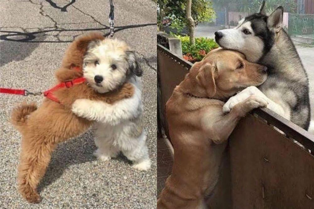 7 Potret Gemas Anjing Berpelukan Saat Bertemu Temannya, So Sweet!