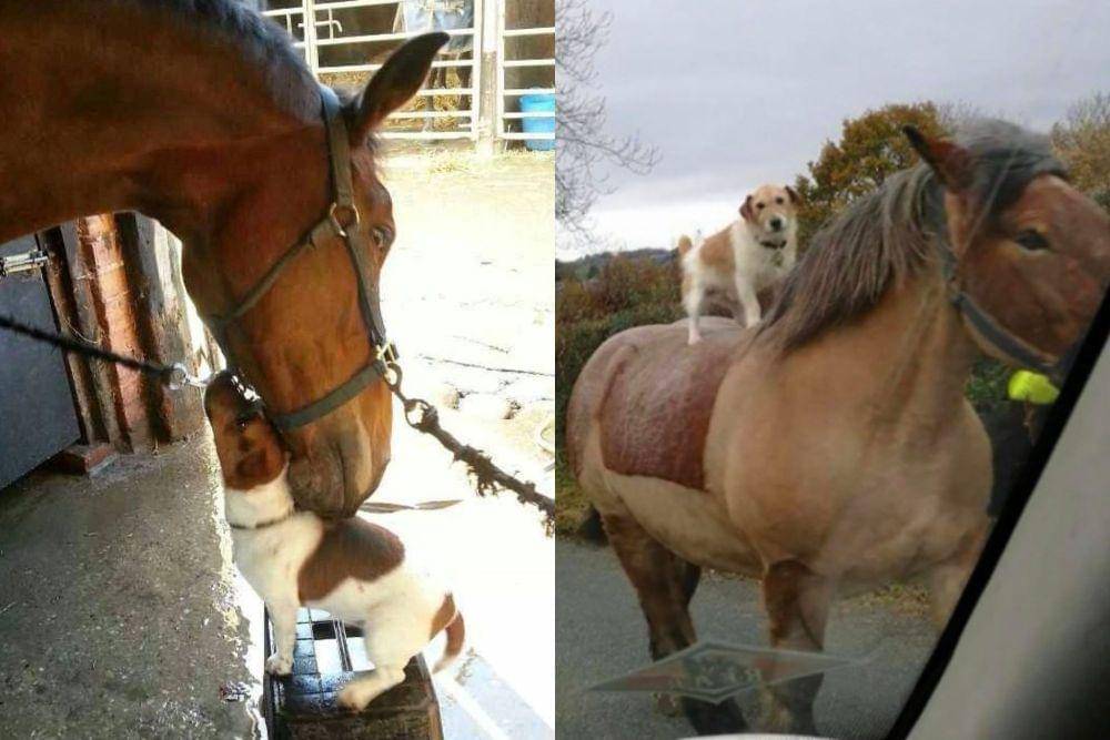 kolase potret lucu anjing dan kuda main bersama (reddit.com/deadst4r I instagram.com/disturbingzone)