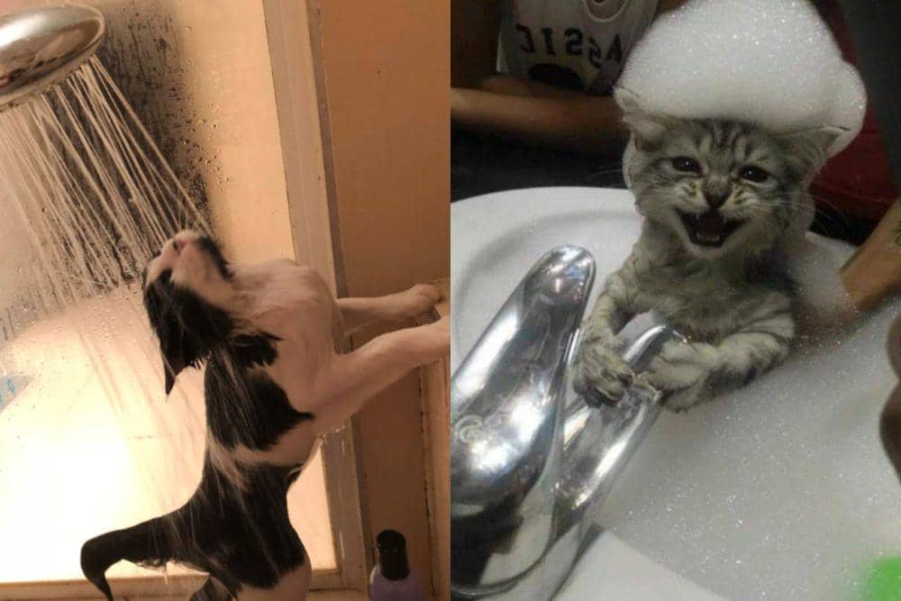 9 Potret Kocak Kucing Enjoy Mandi dengan Bahagia, Apa Itu Takut Air?