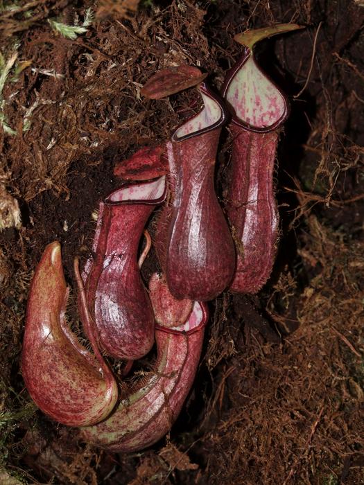 5 Fakta Menarik Nepenthes Pudica, Spesies Kantong Semar yang Unik