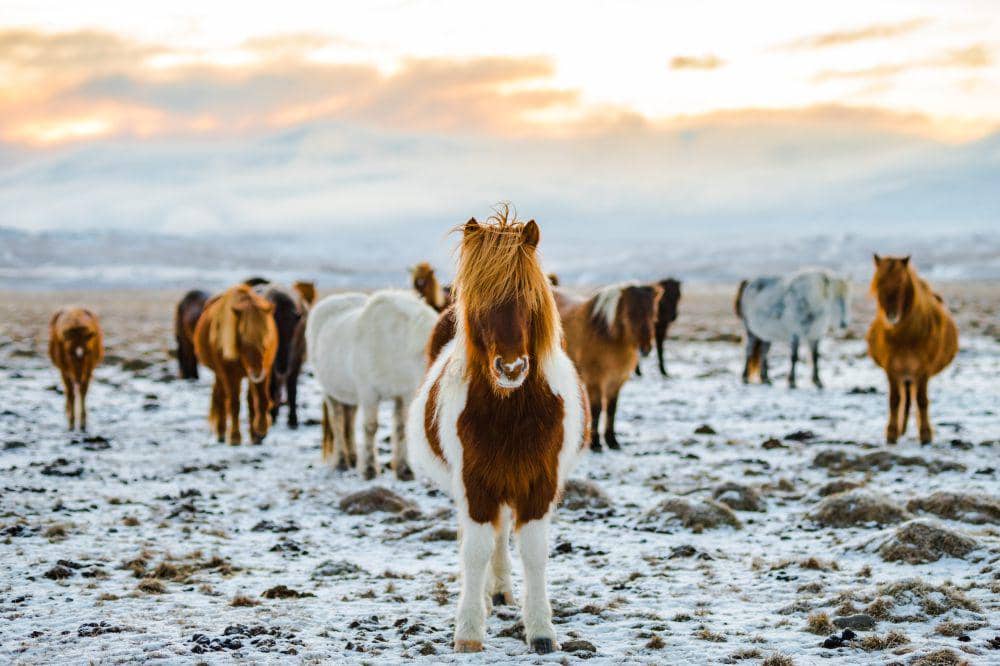 Kuda yang berada di daerah yang dingin cenderung memiliki bulu yang tebal (unsplash.com/redcharlie)