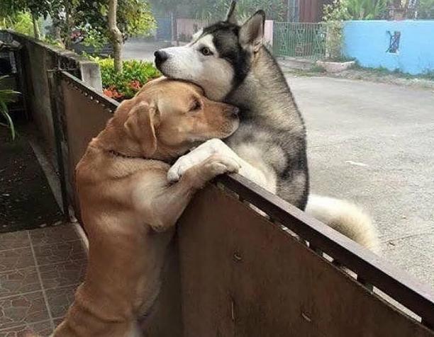 potret lucu anjing saling berpelukan (reddit.com/Mr_MonkeyKing77)