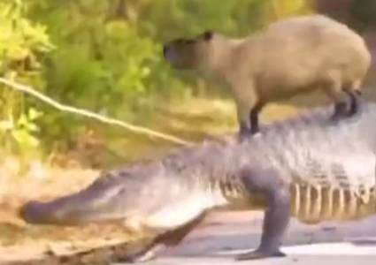 potret lucu hewan di atas buaya (reddit.com/emmjaymax)