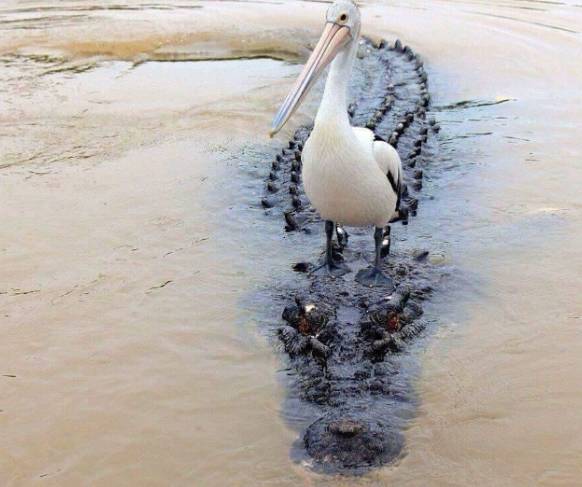 potret lucu hewan di atas buaya (instagram.com/disturbingzone)