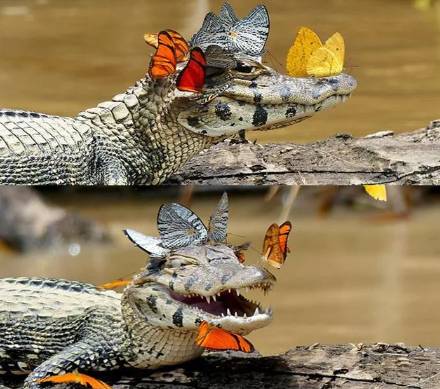 potret lucu hewan di atas buaya (reddit.com/monomotive)