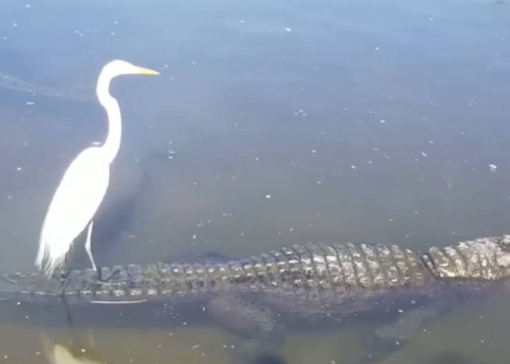 potret lucu hewan di atas buaya (reddit.com/Anthony_Lux)