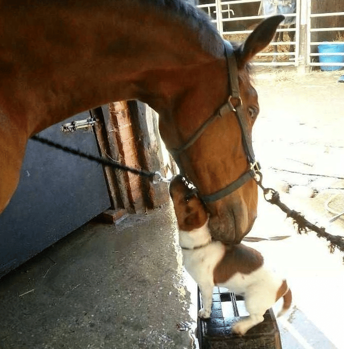 potret lucu anjing dan kuda main bersama (reddit.com/deadst4r)