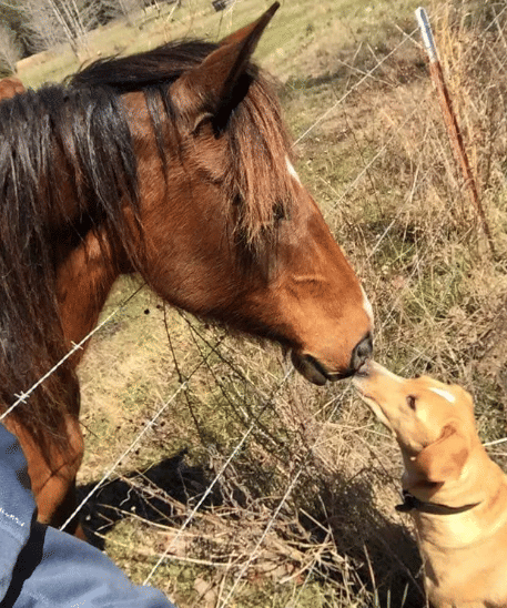 potret lucu anjing dan kuda main bersama (reddit.com/dunlapmary)
