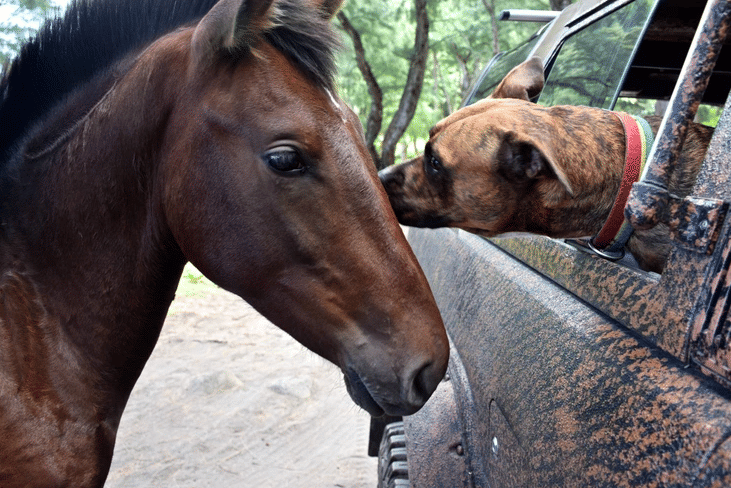 potret lucu anjing dan kuda main bersama (reddit.com/missbamboo)