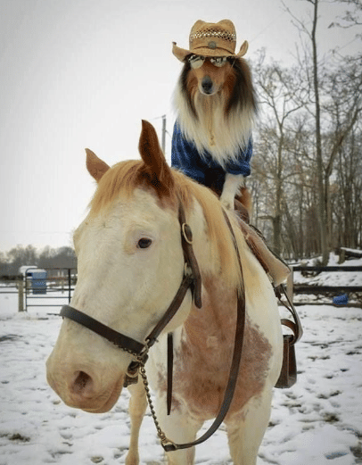 potret lucu anjing dan kuda main bersama (reddit.com/Full-Mulberry5018)