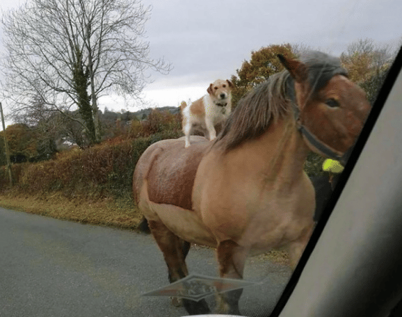 potret lucu anjing dan kuda main bersama (instagram.com/disturbingzone)