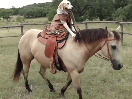 potret lucu anjing dan kuda main bersama (reddit.com/-Jude)