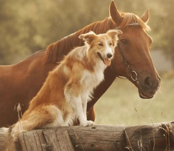 potret lucu anjing dan kuda main bersama (reddit.com/Full-Mulberry5018)